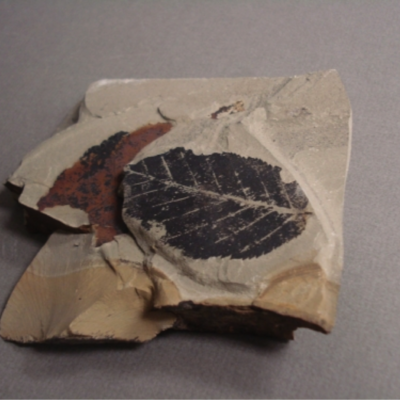 Bay Leaves, Angiosperm; Southern Central British Columbia; Tertiary, possible Eocene; Donated by Dr/ Richard Hebda