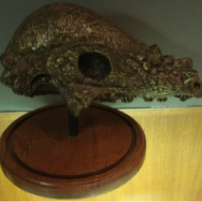 Model of a Pachycephalosaurus skull