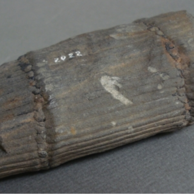 Calamite Cast; Joggins. N.S; Upper Cretaceous