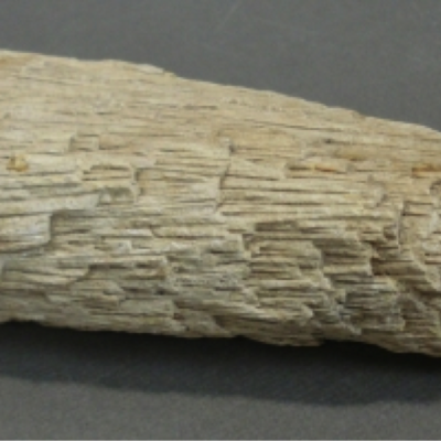 Fossilized Palm Wood