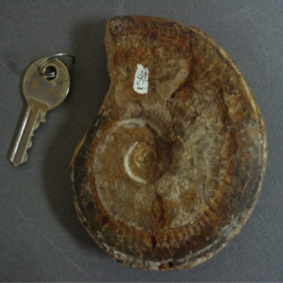 Unidentified Ammonite 3