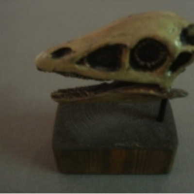 Model of a Rahonavis skull
