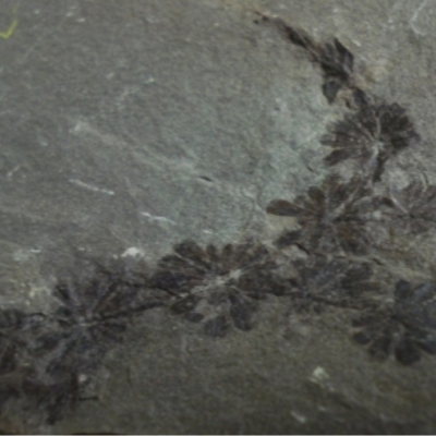 Calamite Foliage; Annularia spheno-phylloides; Sydney Mines, N.S; Haybouy Coal Seam; Moyien Group