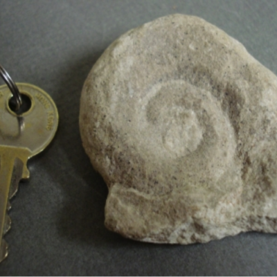 Sandy Ammonite