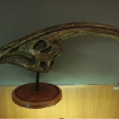 Model of a Parasaurolophus skull