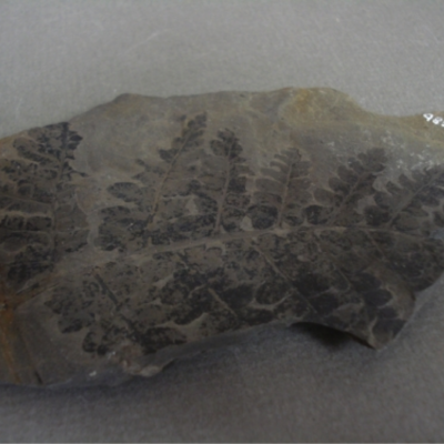 Calamite Sphenopteris striata; Minto, New Brunswick