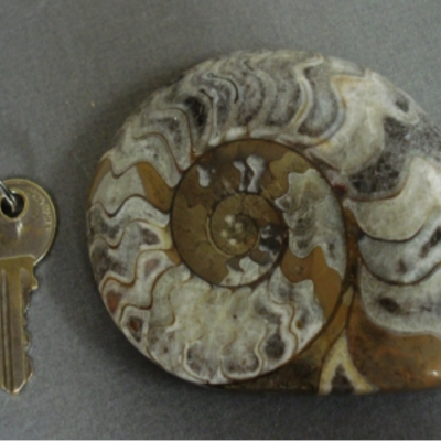 Ammonite, Morocco