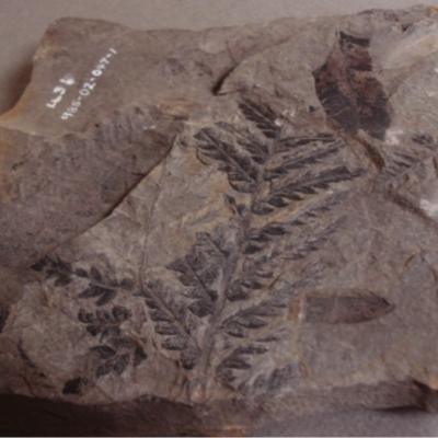 Calamite Sphenopteris neuropteroides, Sydney Coal Seam