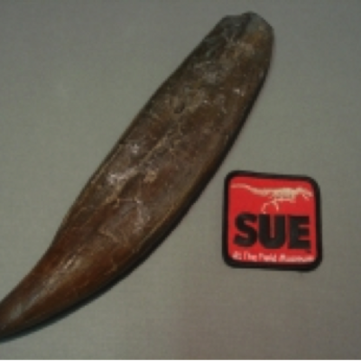 Replica of a tyrannosaurus tooth from “Sue”, the T-rex at the Chicago Field Museum