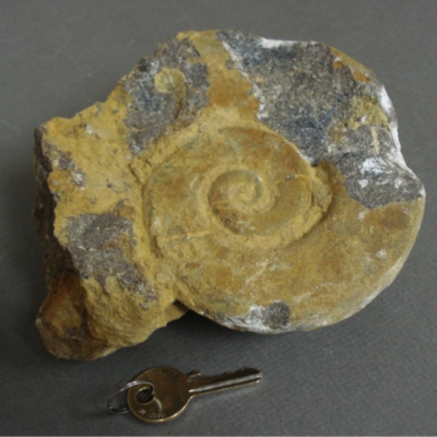 Unidentified Ammonite