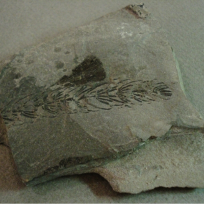 Annularia acicularis; Riversdale Group; First railway cut east of Riversdale, Nova Scotia; Calamites leaves