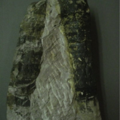 Calamites; Pith cast; Potsville; A relative of the modern horsetail plant; Reached 30 metres tall
