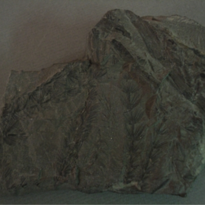 Asterophyllites equisisetiformis; Morien Group; Sydney Coal Field, Nova Scotia; Calamites leaves preserved in shale