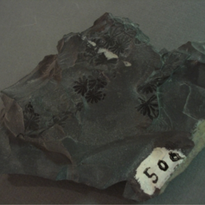 Annularia aciculayis; First Railroad Cut, East Riversdale; Riversdale Group