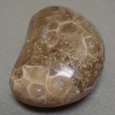rock with a Fossil