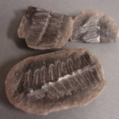 A few  Neuropteris fossil leaves
