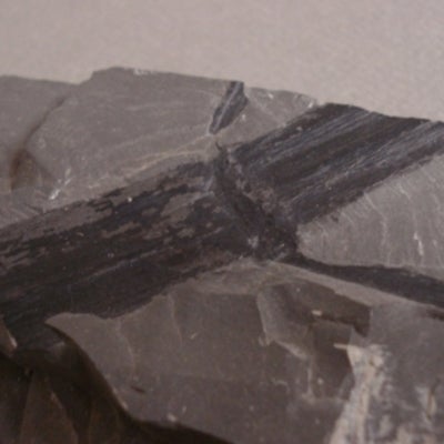 Calamites Showing Lateral Break; distinguishable by dark linear area