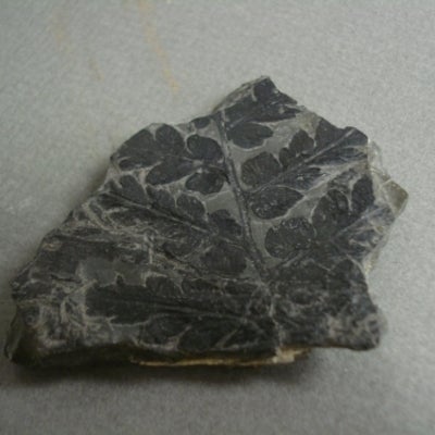 Piece of black-coloured fossilized plant leaf showing leaf veins
