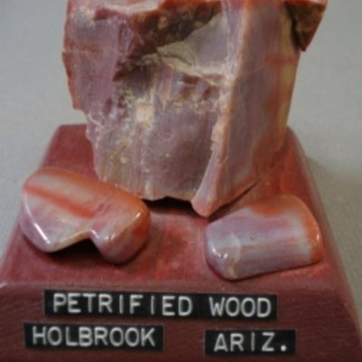 Petrified wood mounted on a wood base with a label
