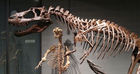 Albertosaurus and Cave Bear Picture