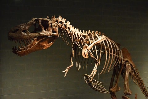 Albertosaurus skeleton 