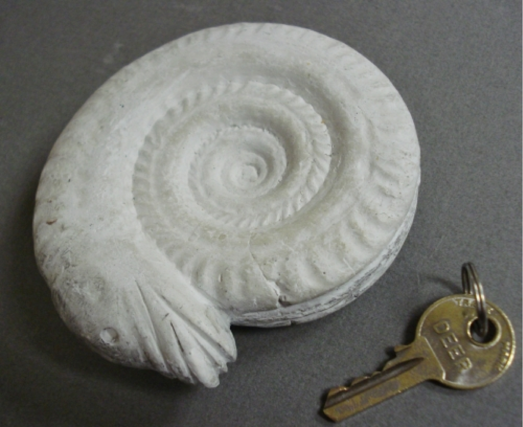 "Saint Hilda's Snake" Ammonite Hildoceras bifrons