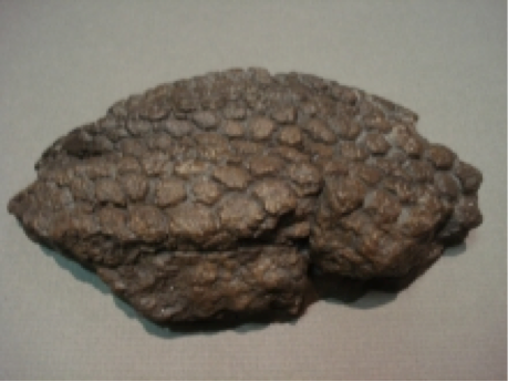 Fossilized Skin Impression Cast (Believed to be triceratops skin)