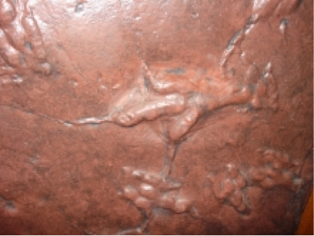 Ovaraptor claw marks