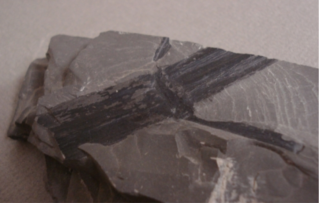 Calamites Showing Lateral Break; Upper Carboniferous