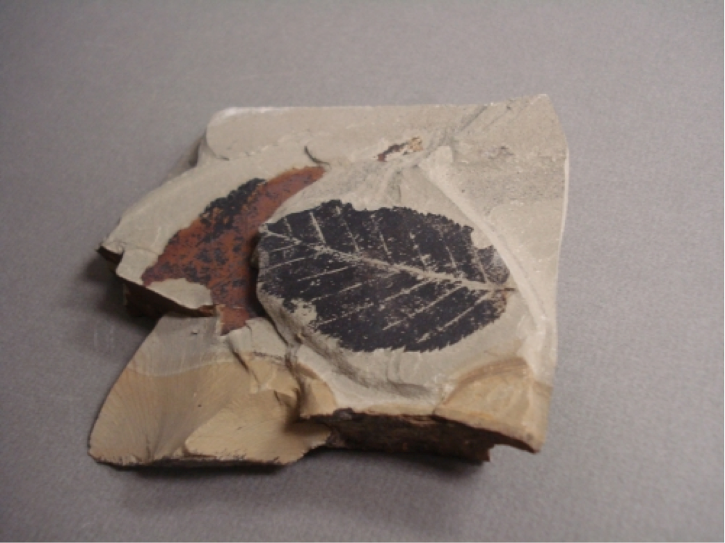 Bay Leaves, Angiosperm; Southern Central British Columbia; Tertiary, possible Eocene; Donated by Dr/ Richard Hebda