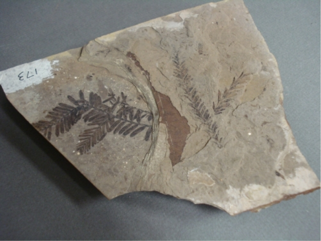 Unidentified Fossil Fern