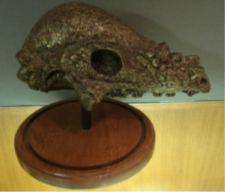 Model of a Pachycephalosaurus skull
