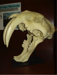 Sabre tooth cat fossil head showing characteristically large "knife teeth".