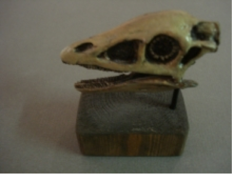 Model of a Rahonavis skull