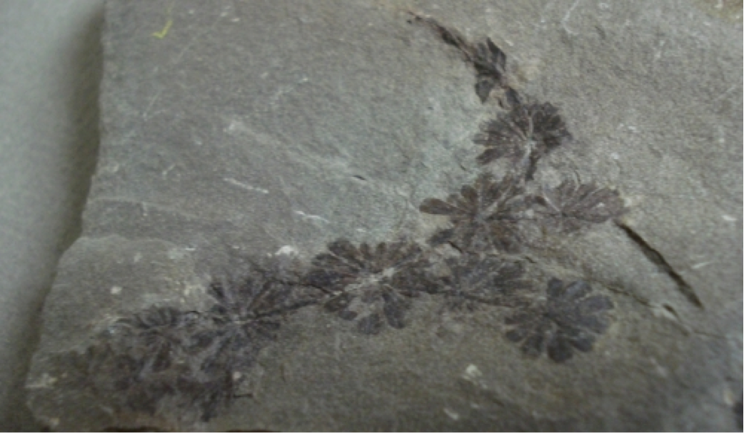 Calamite Foliage; Annularia spheno-phylloides; Sydney Mines, N.S; Haybouy Coal Seam; Moyien Group