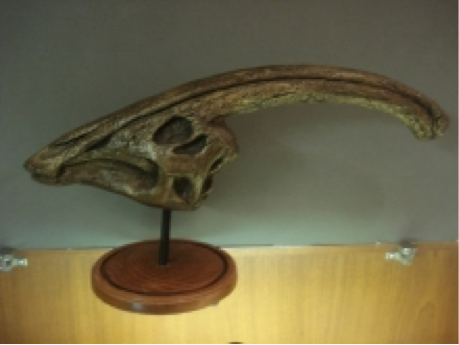 Model of a Parasaurolophus skull