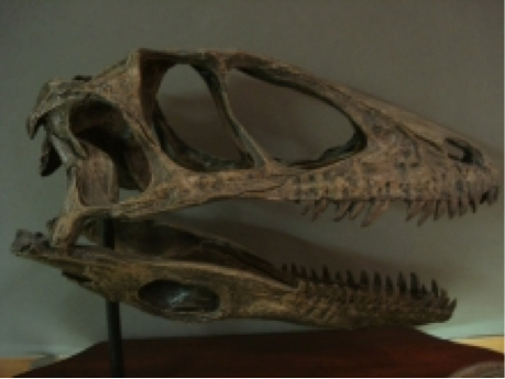 Model of a Deinonychus skull