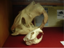 Fossil of a Giant Beaver head.