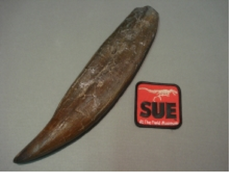 Replica of a tyrannosaurus tooth from “Sue”, the T-rex at the Chicago Field Museum