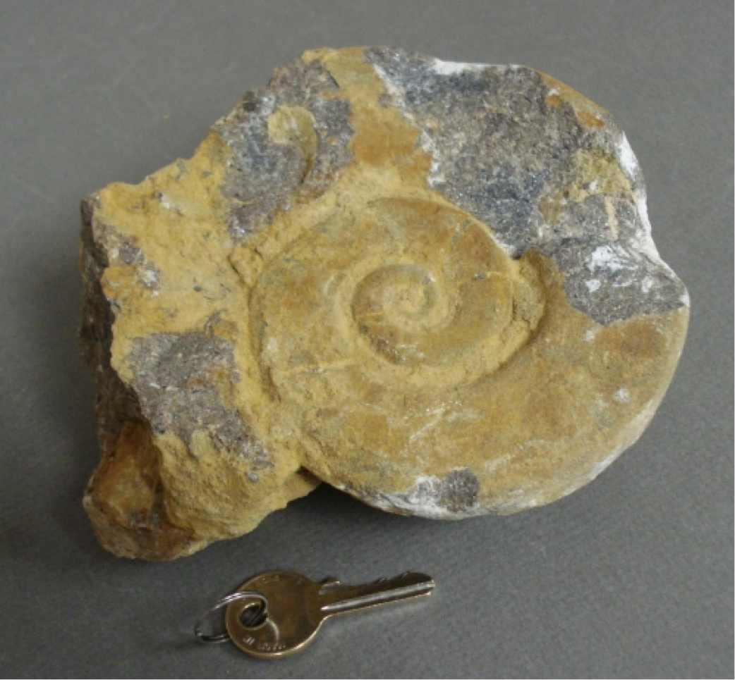 Unidentified Ammonite