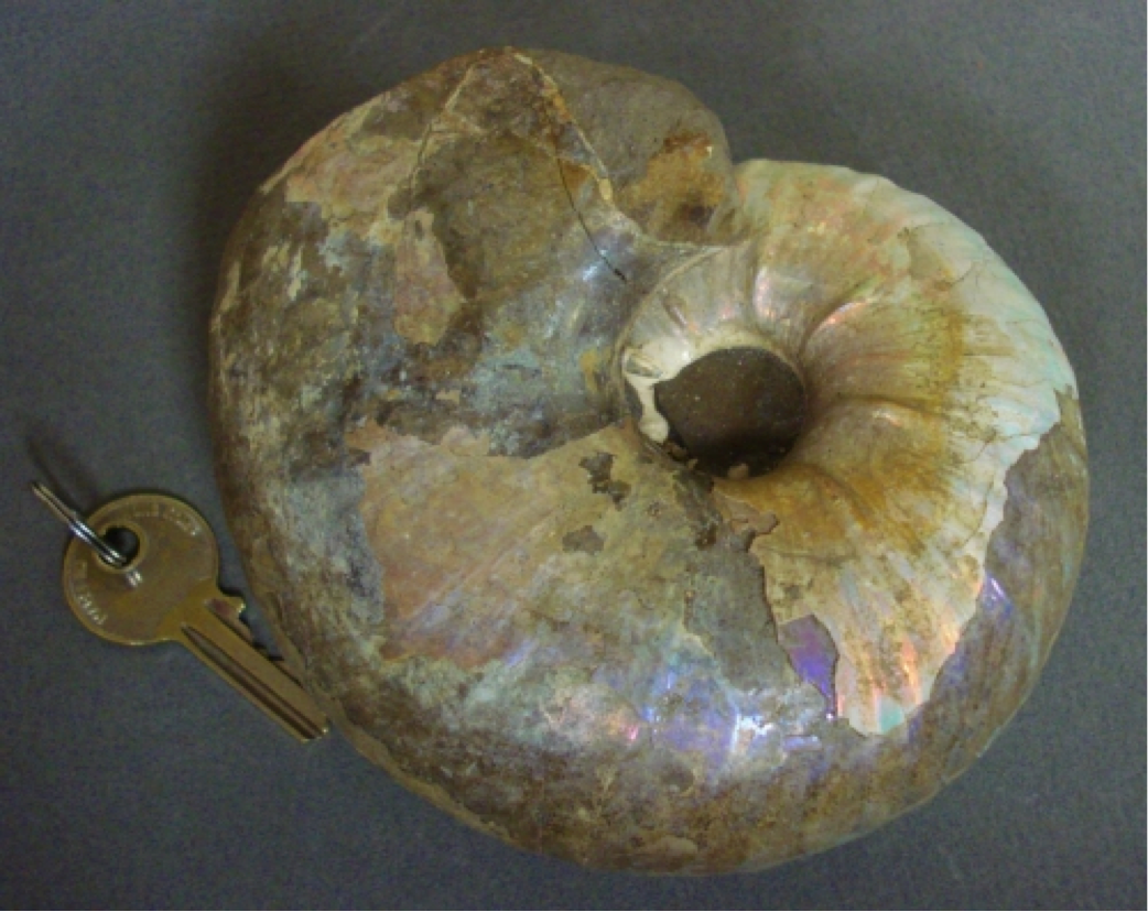 Opalized Ammonite