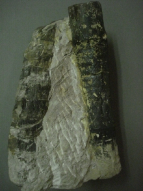 Calamites; Pith cast; Potsville; A relative of the modern horsetail plant; Reached 30 metres tall