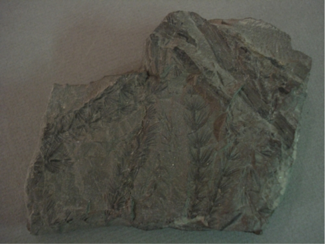 Asterophyllites equisisetiformis; Morien Group; Sydney Coal Field, Nova Scotia; Calamites leaves preserved in shale