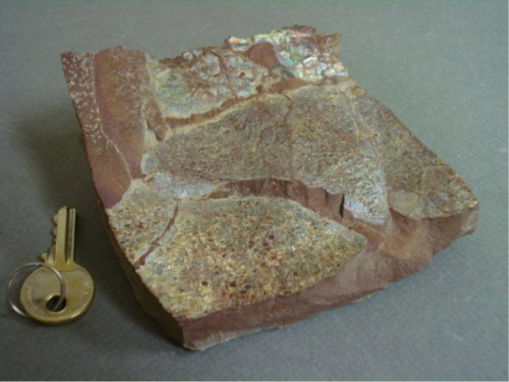Ammolite Ammonite Shell Fragments (Korite)