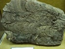 block of stromatolite fossils in rock