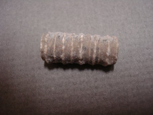 crinoid stem