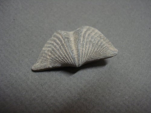 fossilized bivalve