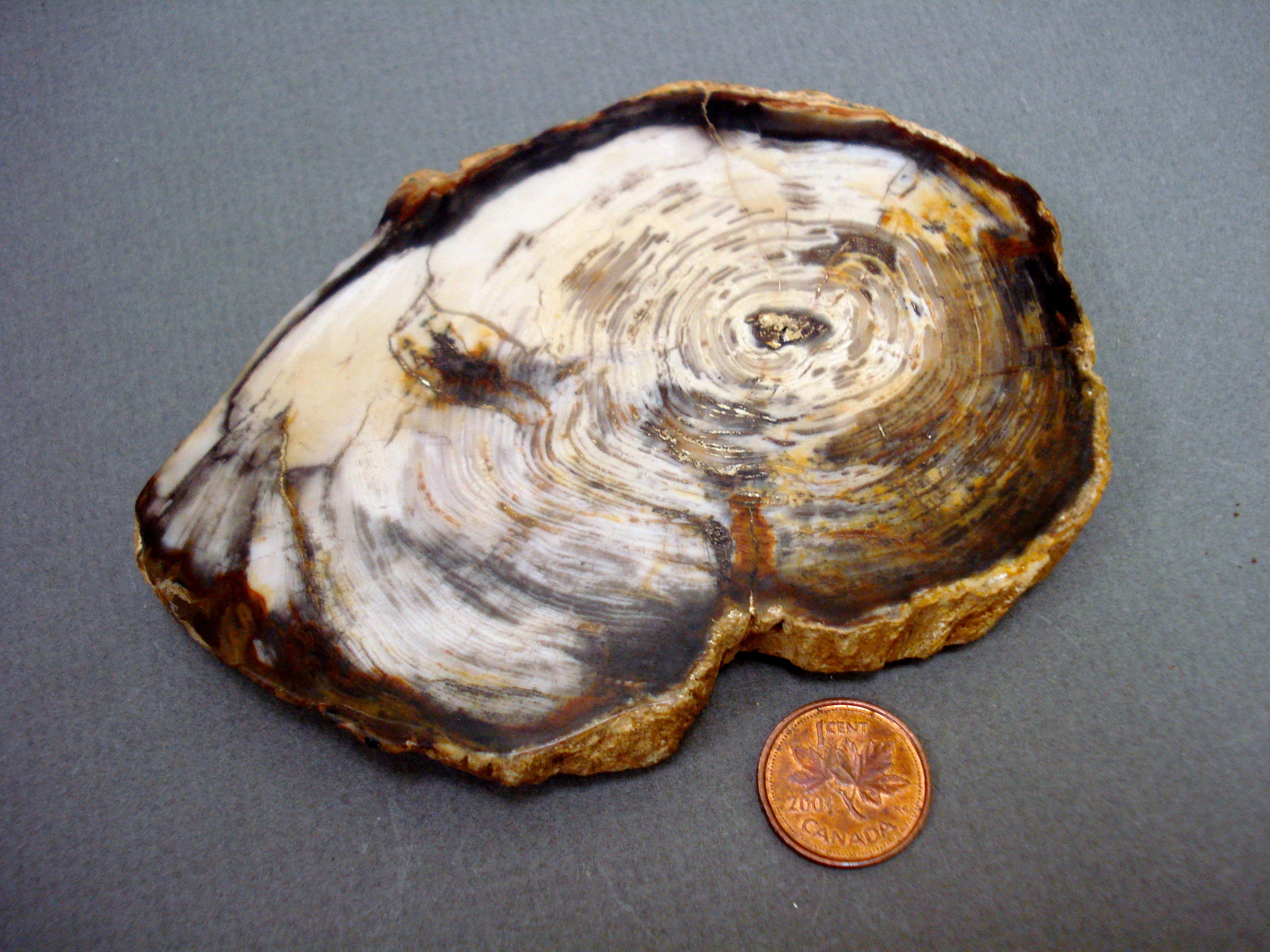 Agatized Tree Limb Slab next to a penny for size comparison