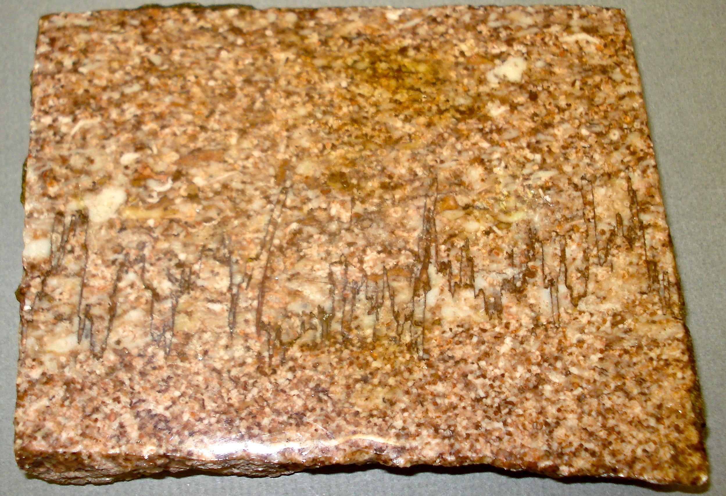 large piece of Styolites in Limestone