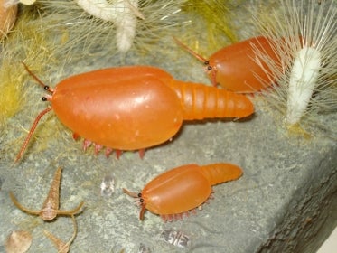 model of animal found in the burgess shale